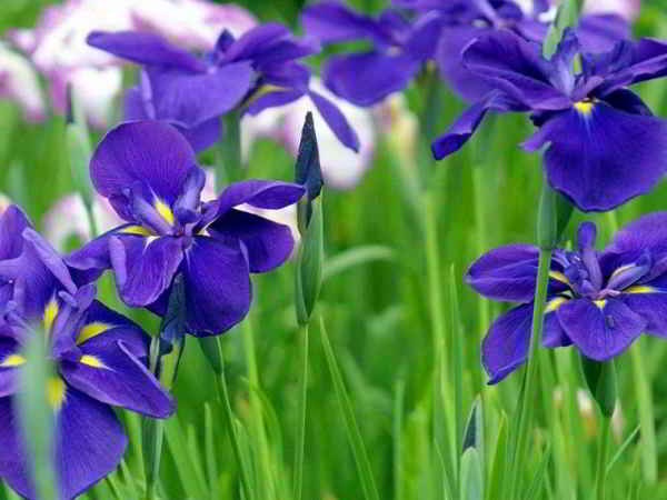 y-nghia-hoa-dien-vi-iris