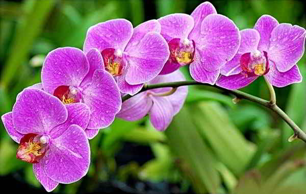 loai-hoa-dep-nhat-y-nghia-hoa-lan-orchid