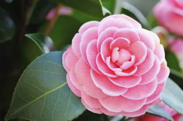 Y-nghia-hoa-tra-mi-camellia