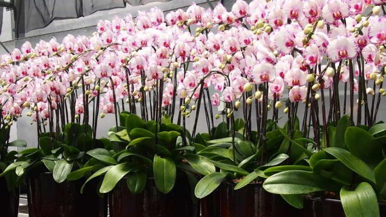 lan-ho-diep-tai-binh-duong